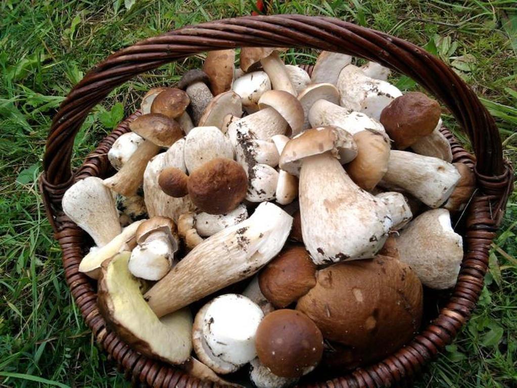 Agro-Tur Domki W Szuwarach Kuty Εξωτερικό φωτογραφία